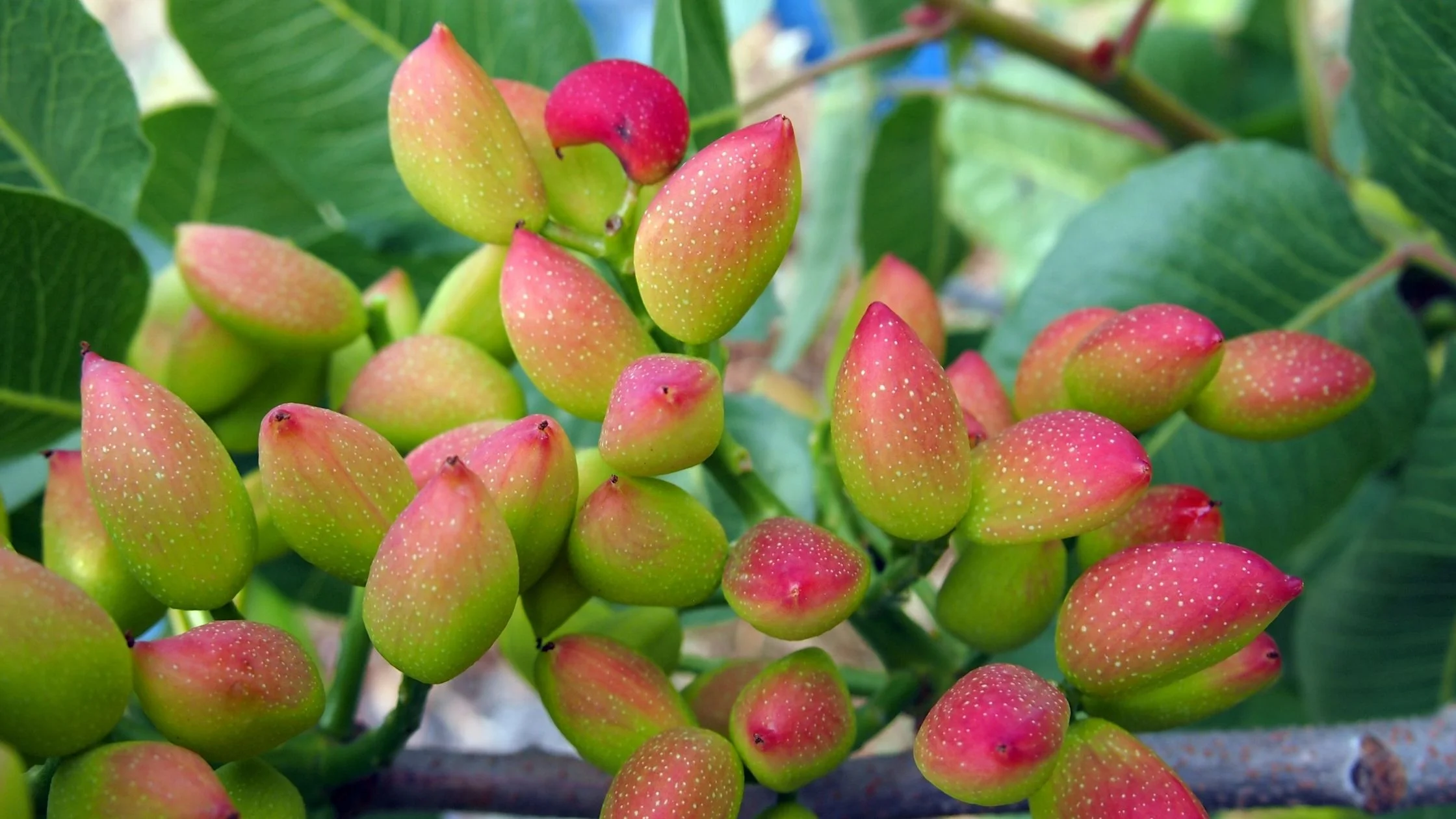 Beneficios de plantar pistacho huertoencasa