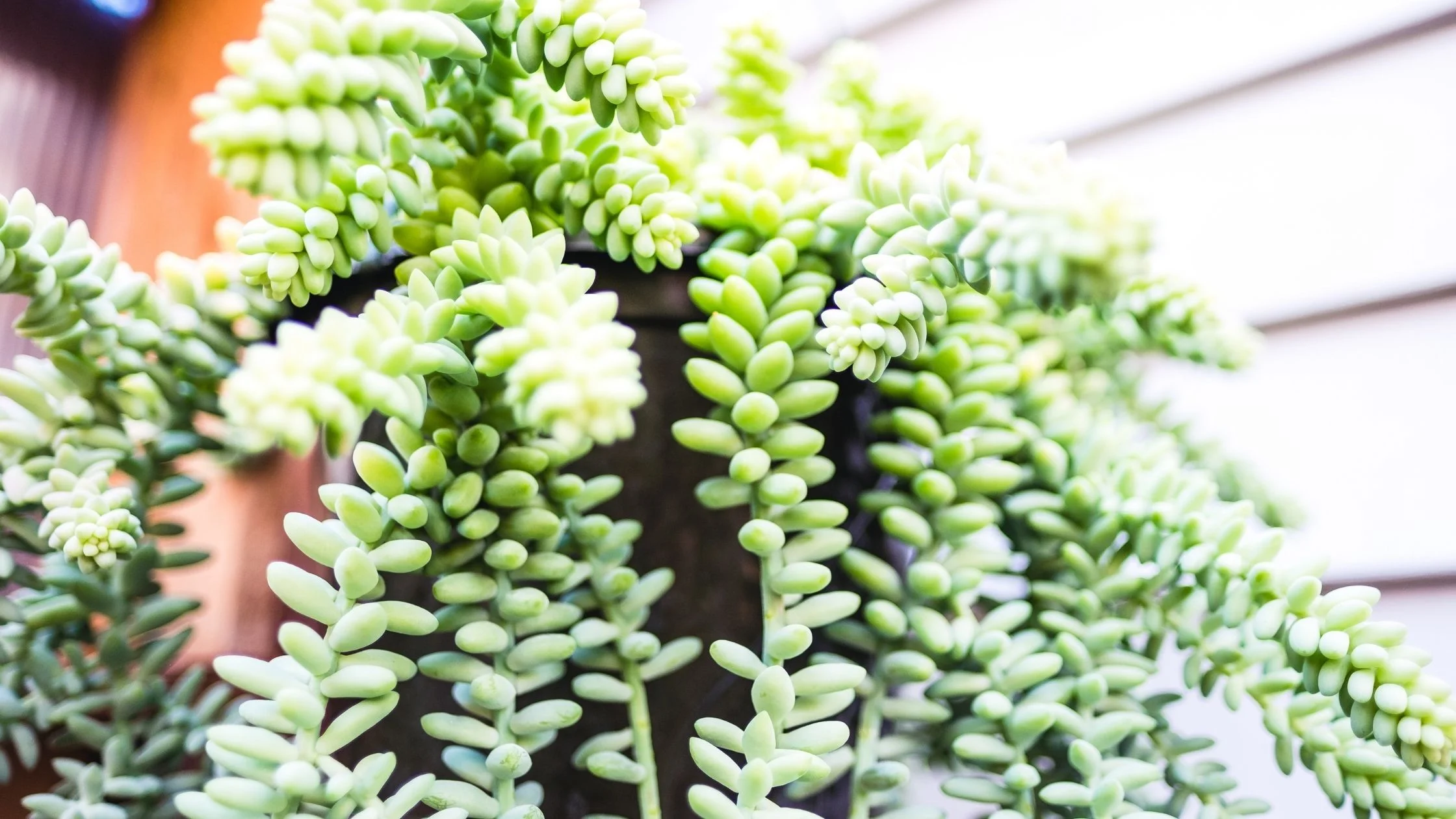 Cómo decorar tu casa con suculentas y por qué 4 decorar con suculentas colgantes