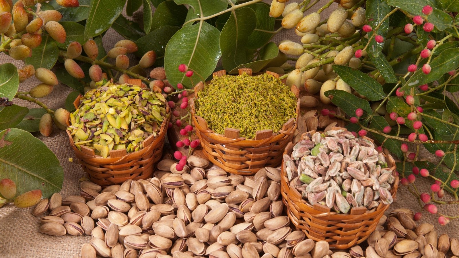 Beneficios de plantar pistacho 2 Beneficios de plantar pistacho 1