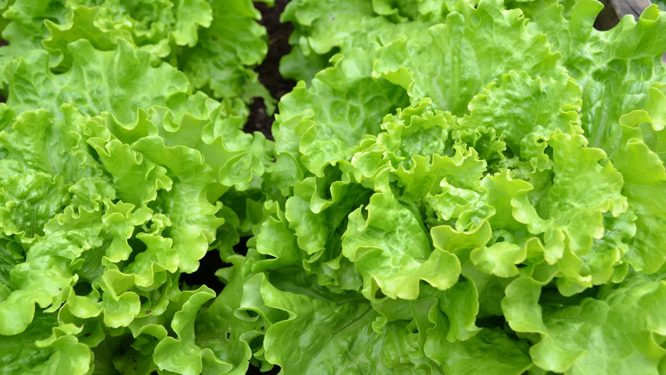 planta lechuga