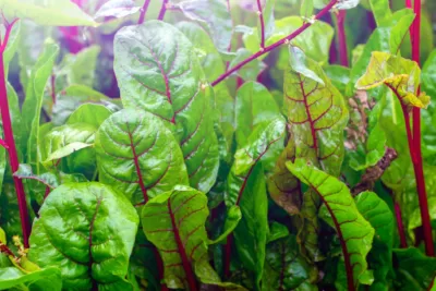 ¿Qué puedo sembrar en diciembre en el huerto urbano?