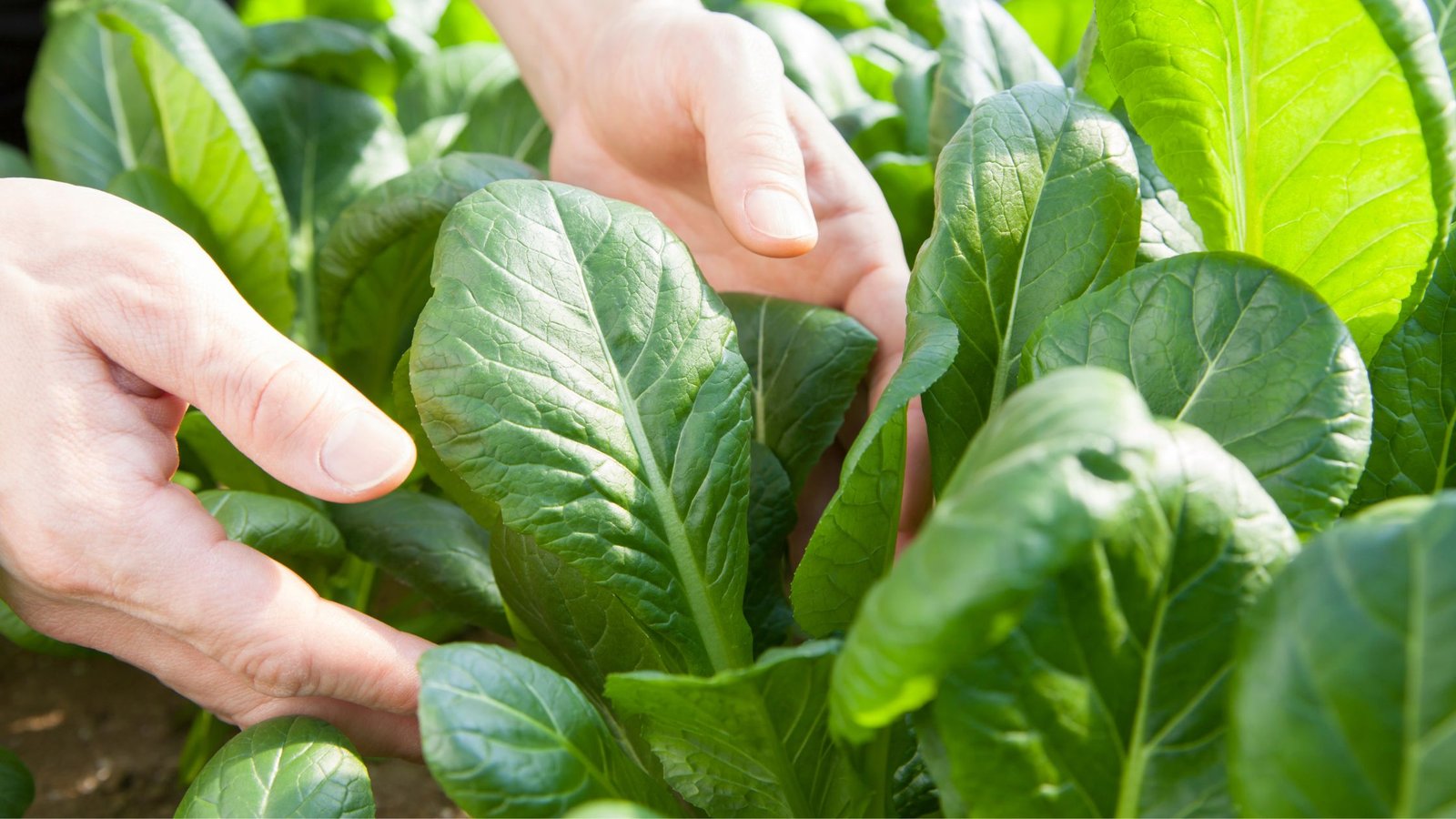 Cómo cultivar espinacas: Una guía completa para principiantes 2 Cómo cultivar espinacas: Una guía completa para principiantes 1