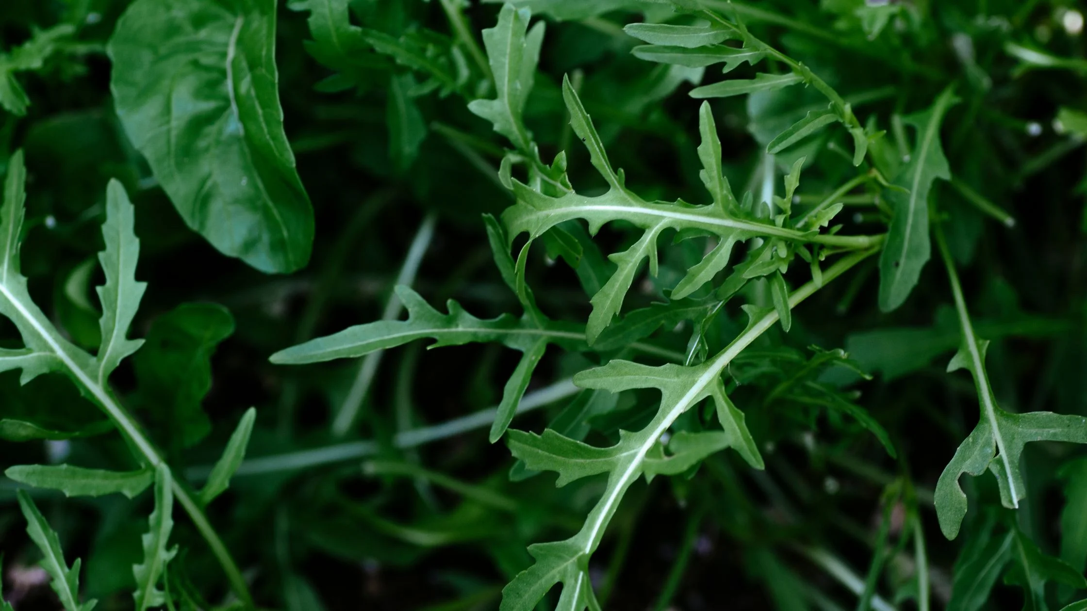 Cómo Cultivar Rúcula en tu Huerto Urbano: Una Guía Práctica 4 Cómo Cultivar Rúcula en tu Huerto Urbano