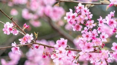 Qué Cultivar en Abril: Una Guía para Aficionados a la Jardinería 3