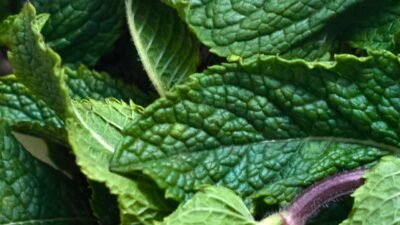 Las Mejores Plantas para Ahuyentar a los Mosquitos 2