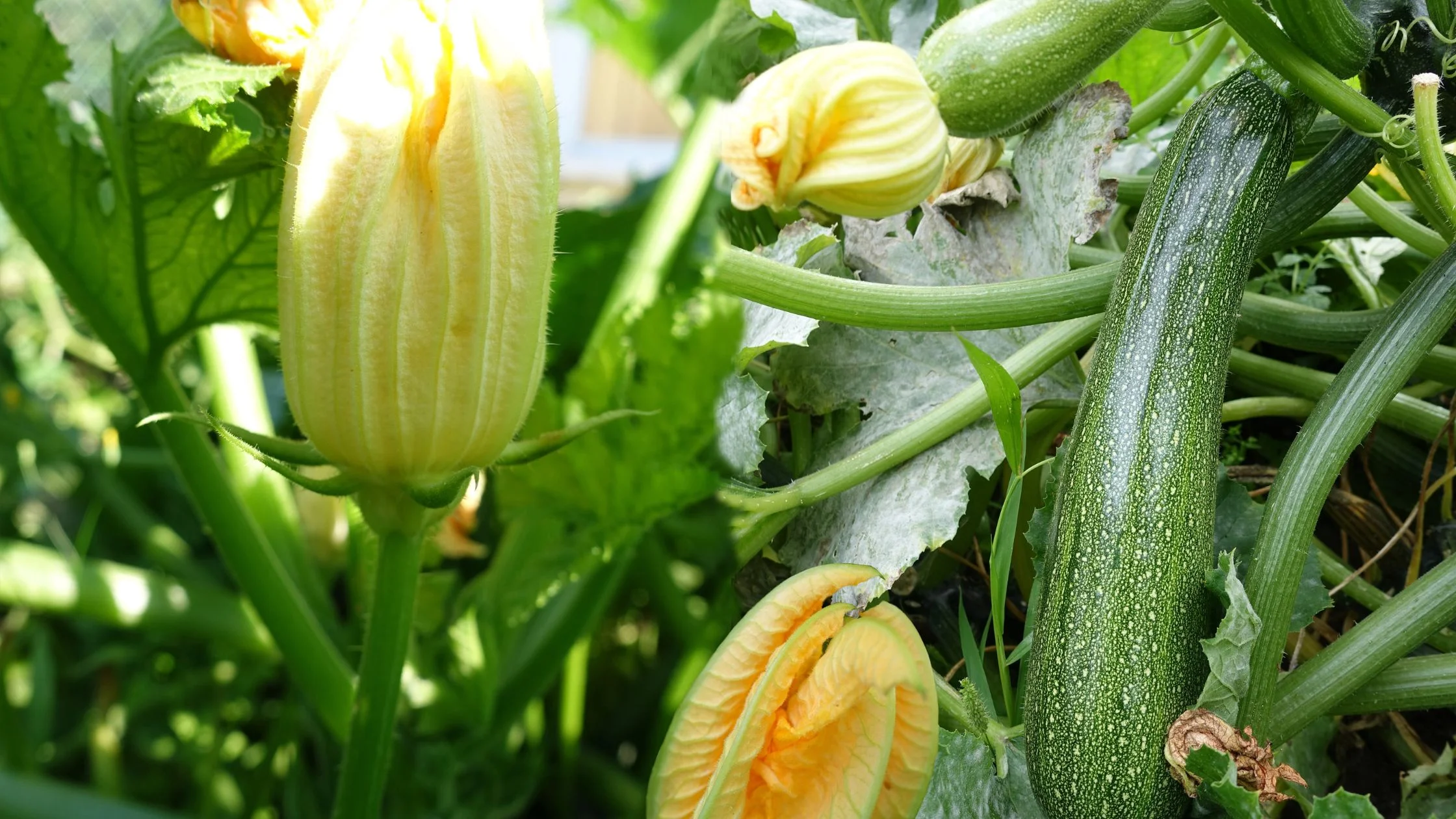 Flor de Calabacin