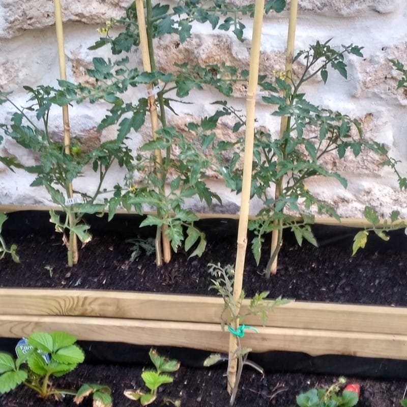 Cómo elegir los mejores tutores para tomates 2 Cómo elegir los mejores tutores para tomates 1