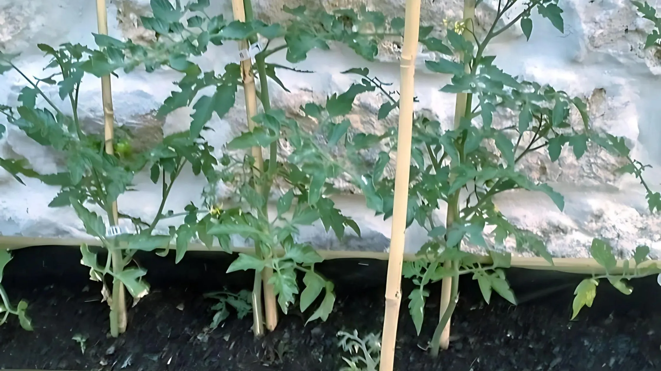 tutores para tomates