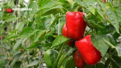 Cosecha de cultivos de verano tardíos (tomates, pimientos, berenjenas) 3