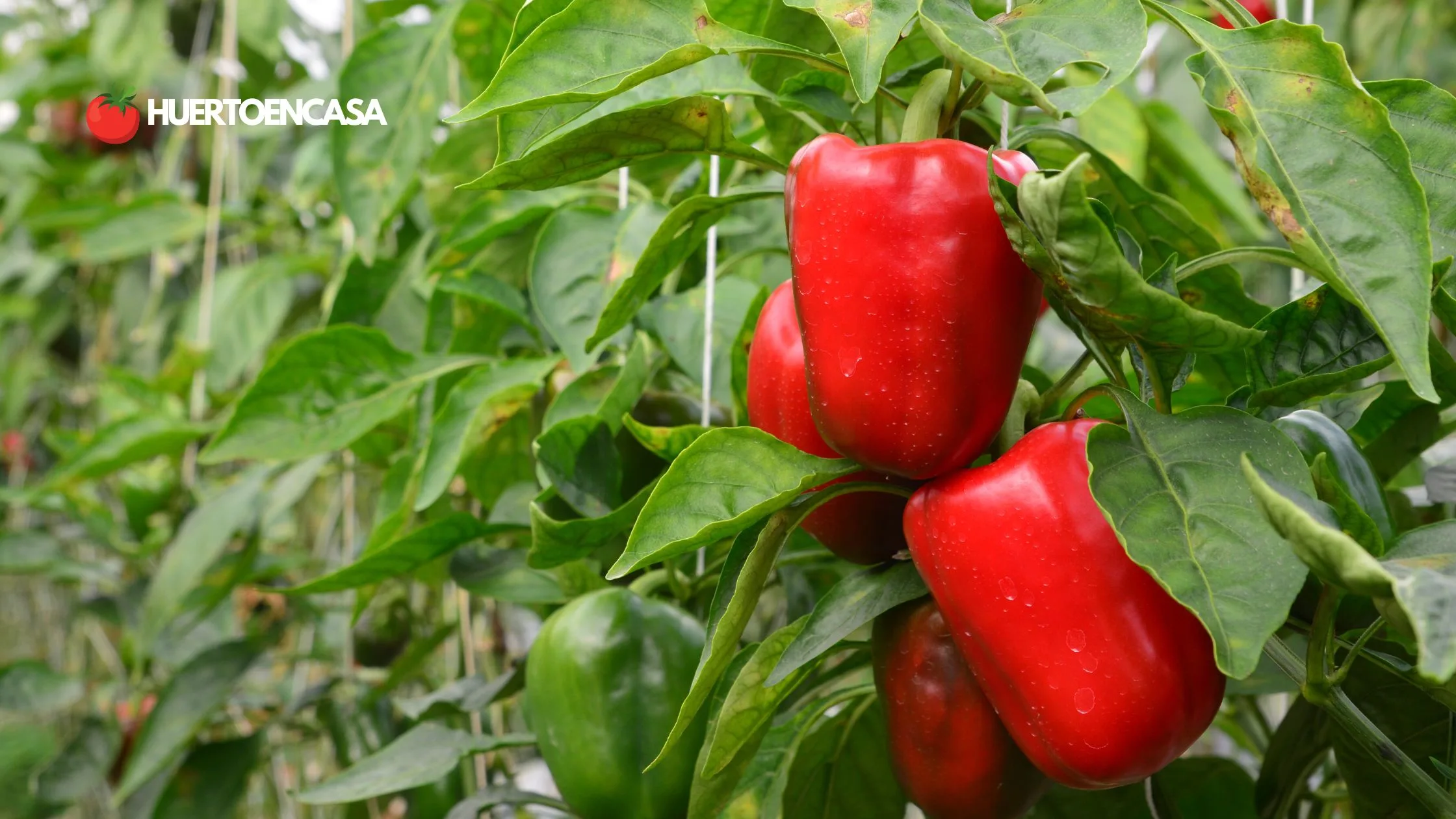 Cosecha de cultivos de verano tardíos (tomates, pimientos, berenjenas)