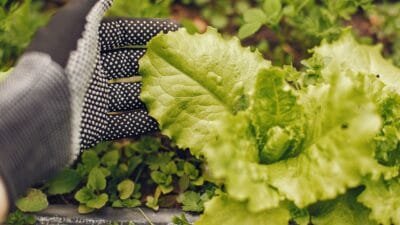Huerto Urbano: Cultivando sostenibilidad desde Casa 1