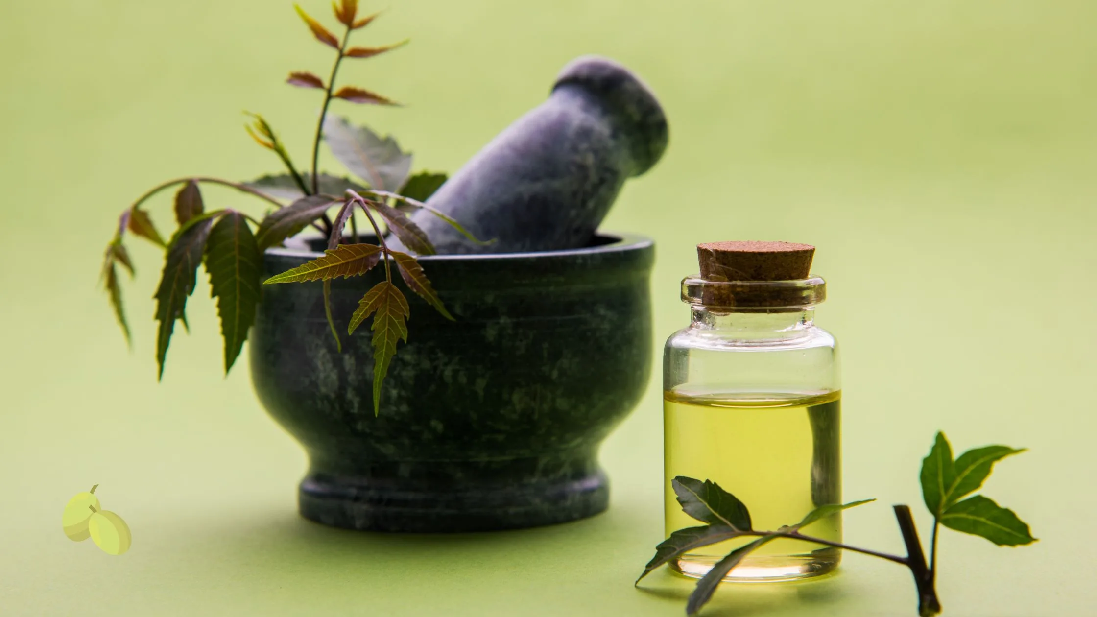 Uso del Aceite de Neem: Beneficios y Aplicaciones Prácticas 1 uso del Aceite de Neem