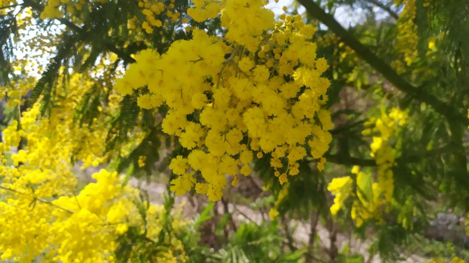 Qué plantar en el huerto en marzo