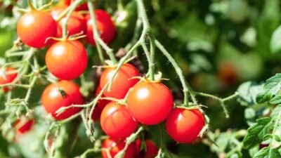 Tutores para tomates