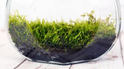 Jardín en un bol: cómo crear una pequeña jungla minimalista en casa 3
