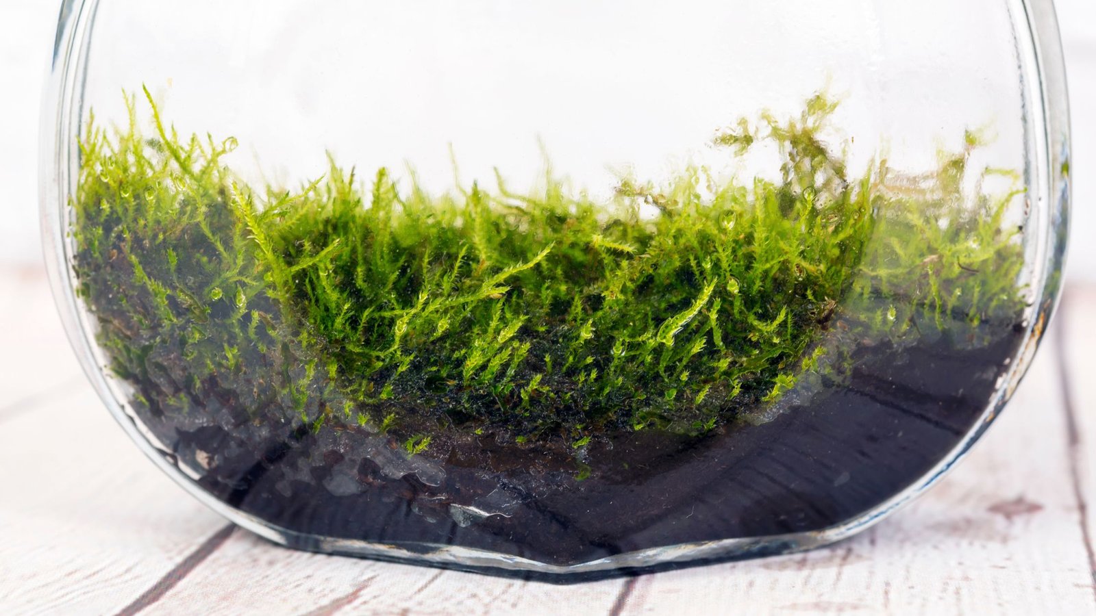 Jardín en un bol: cómo crear una pequeña jungla minimalista en casa 1 jardín en un bol