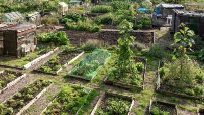 ¿Huerto urbano en tu jardín? Cómo sortear regulaciones y triunfar en verano 1