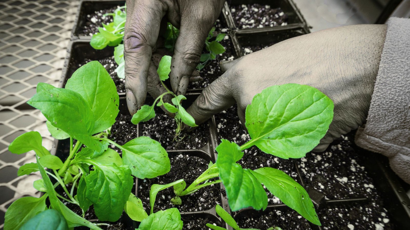 12 trasplantes que sí funcionan en septiembre (y 5 que no)