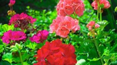 Geranios en casa: consejos prácticos para cultivar y disfrutar de esta planta durante todo el año 3
