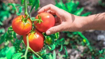 Los tomates de agosto: cómo lograr la mejor cosecha en tu huerto en casa 5