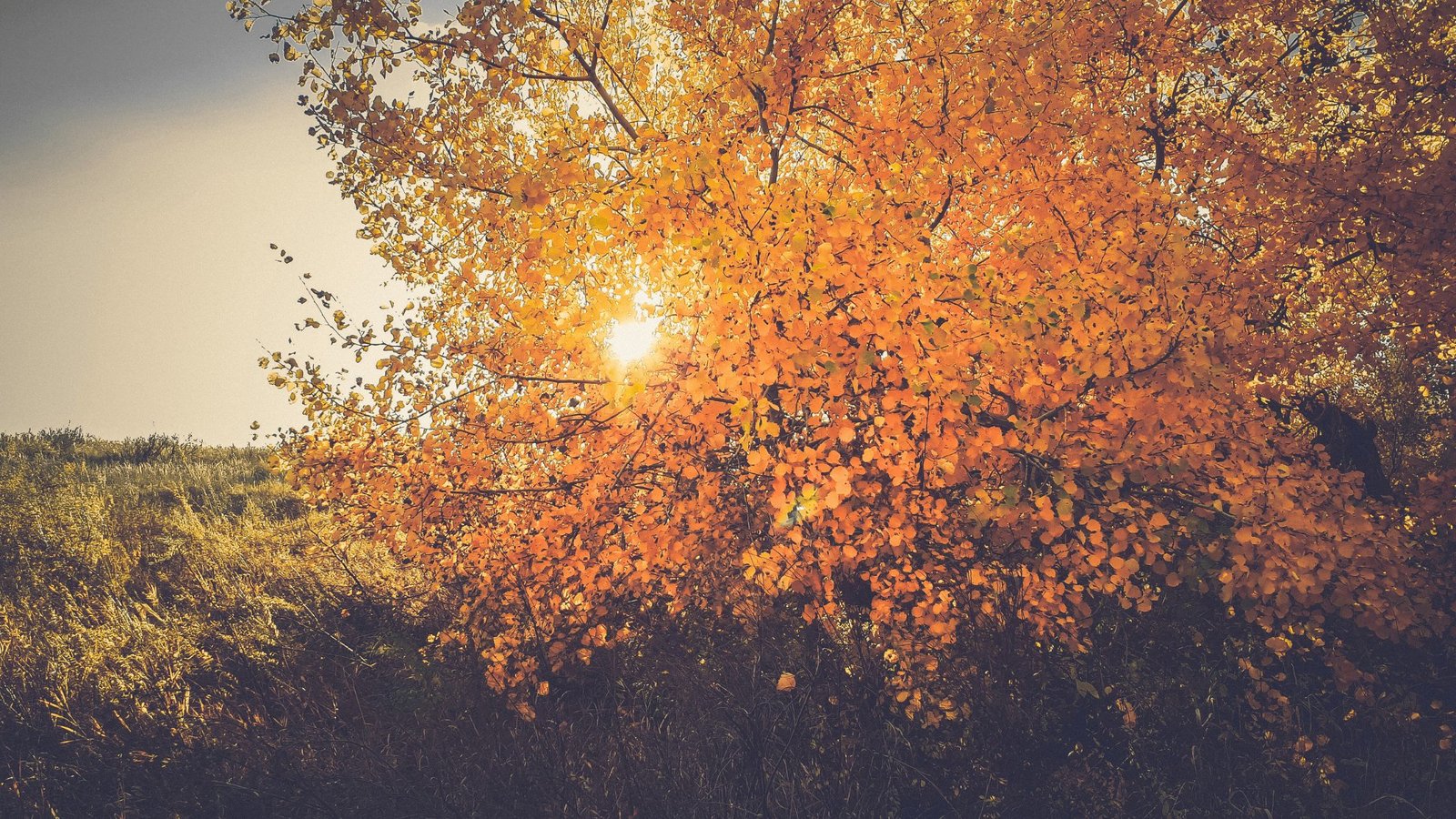 Qué sembrar en septiembre (por zonas de España): guía rápida y descargable
