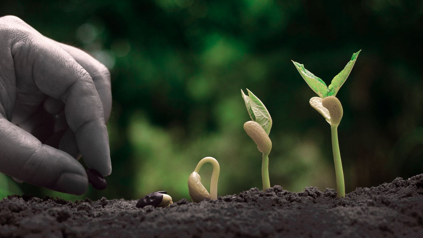 Qué sembrar en septiembre: guía práctica para tu huerto de otoño