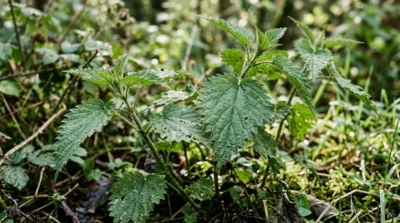 Ortiga: Propiedades, Beneficios y Usos en Salud Natural 2
